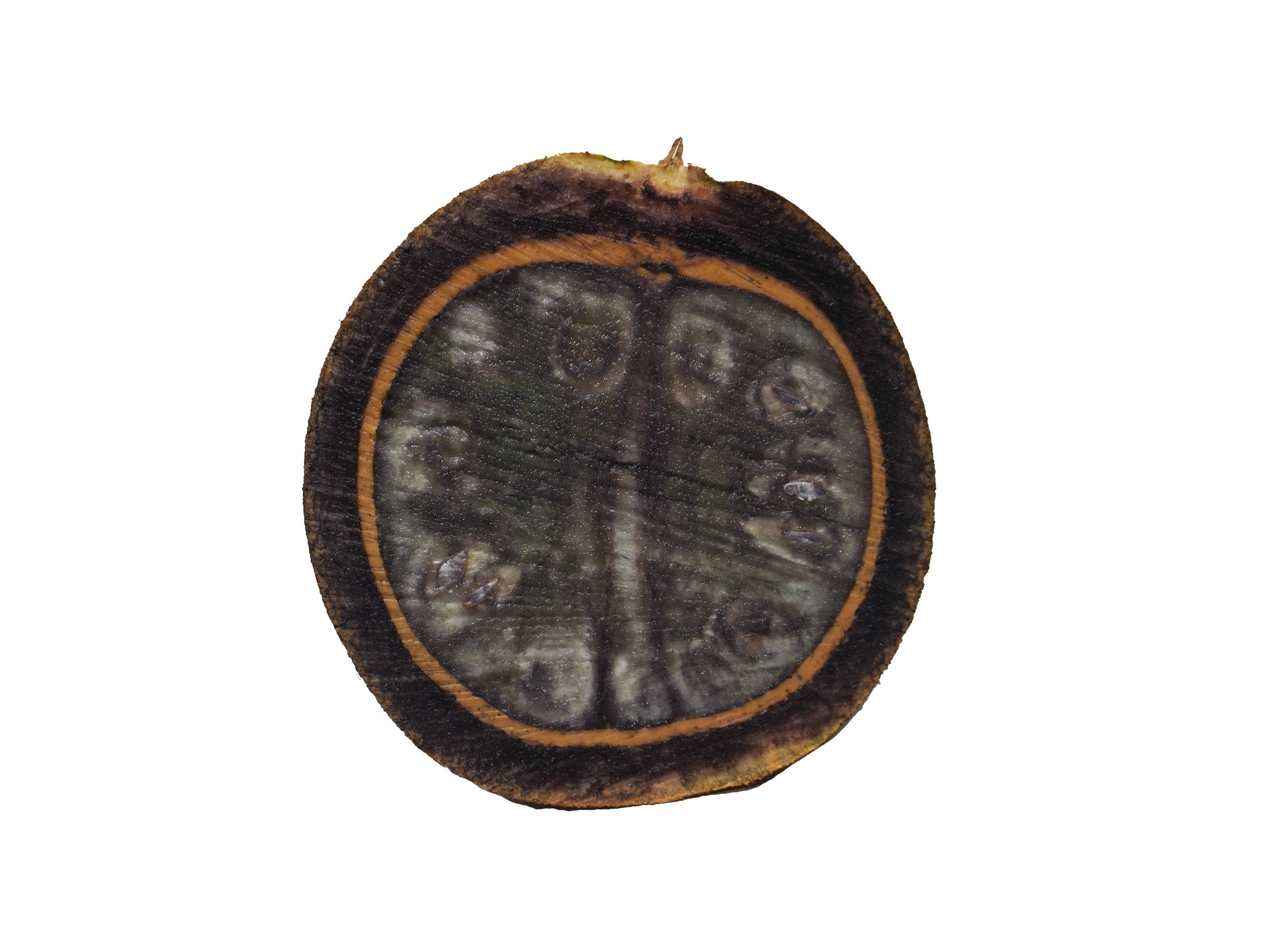 Cross section of a cannonball fruit showing its rough brown rind and greyish, fibrous inner flesh.