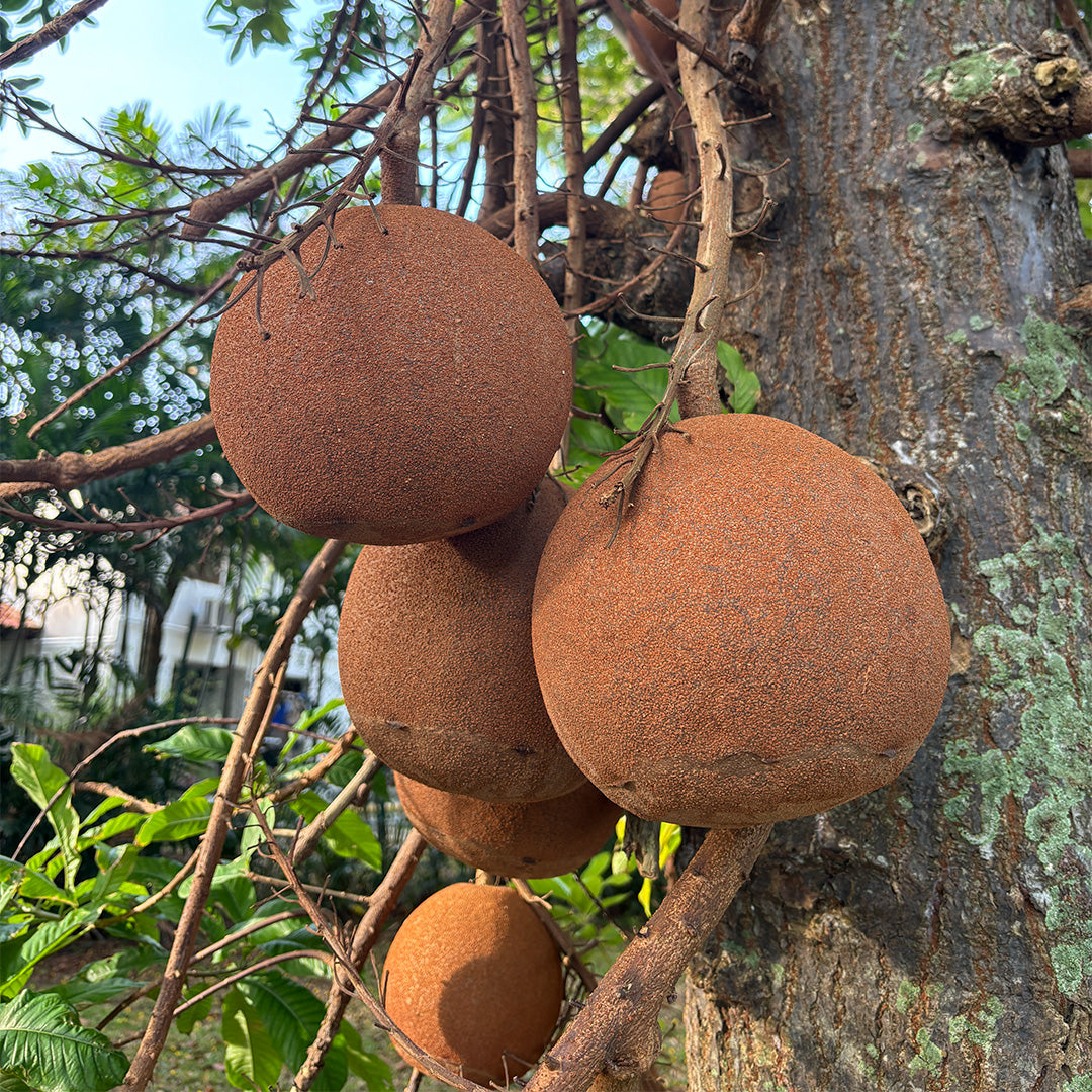 Cannonball tree with several large, round fruits hanging from thick branches amidst dense green foliage.